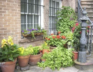 grouped container garden on small patio