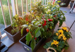 herb container garden outside apartment kitchen