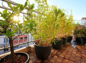 potted plants creating privacy on balcony