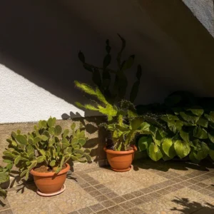 potted plants on shaded balcony protected from direct afternoon summer sun