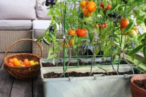 vegetables growing in containers on patio