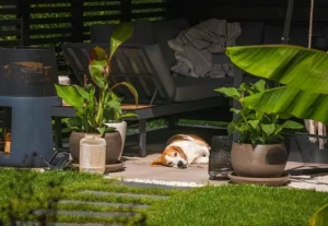 dog relaxing shaded backyard patio