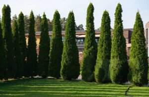 tall privacy trees garden hedge row